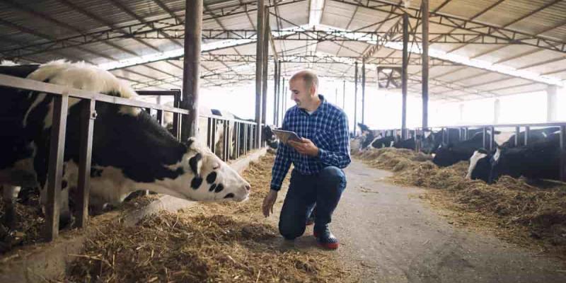 Inteligencia Artificial para los animales de granja