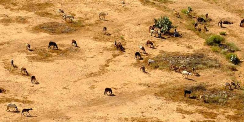 Un joven cría el ganado familiar en el paisaje seco y desolado de la ciudad de Tawaila, al norte de Darfur (Sudán) 