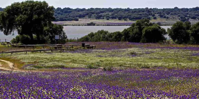 Tomares se posiciona en el epicentro de la naturaleza