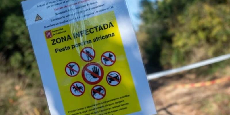 Una zona infectada por la peste porcina africana