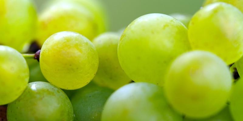 Uvas blacas