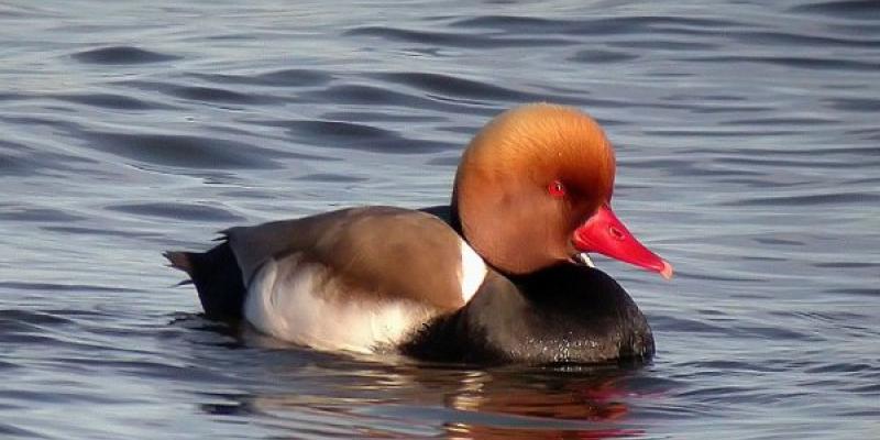 Pato colorado, emblema de este congreso de ornitología