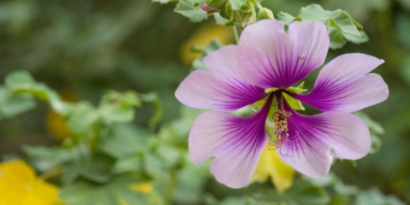 Vegetación urbana seleccionada para enfriar ciudades