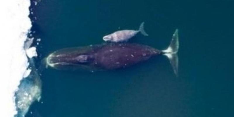 Virus mortal para ballenas del Ártico