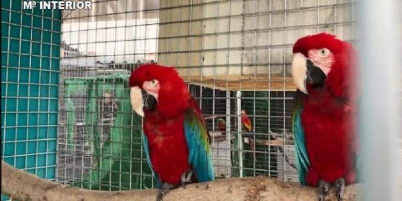 Especies de aves rescatadas de zoos clandestinos