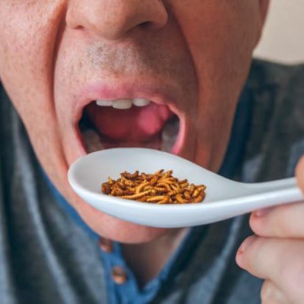 Chico comiendo insectos