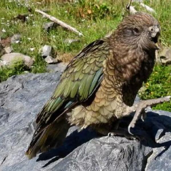 Loro Bruce, sin pico y con discapacidad