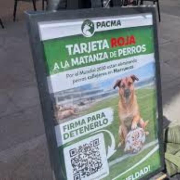 Cartel del PACMA en contra de la matanza de perros en Marruecos de cara al Mundial 2030