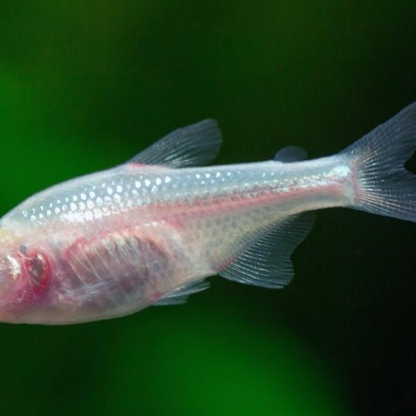 Cómo funciona la visión de los peces