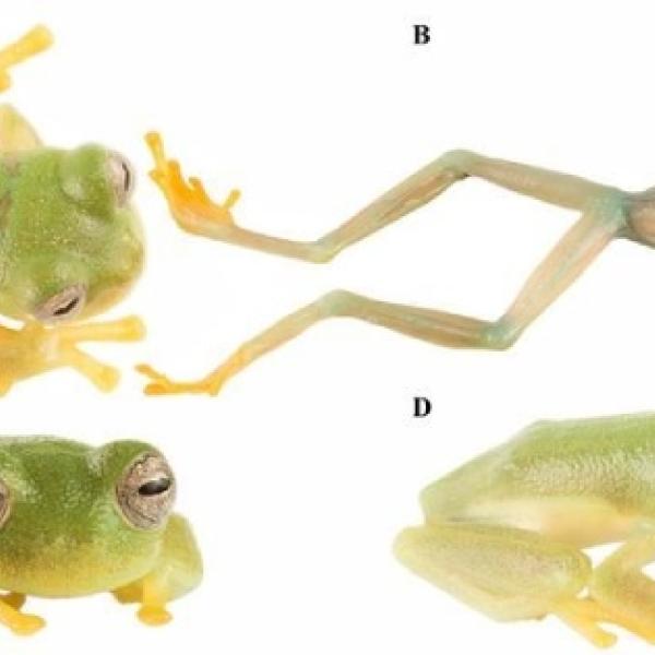 Holotipo vivo de la rana de cristal 'Nymphargus dajomesae sp'