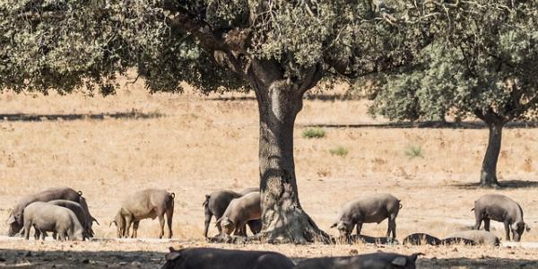 Cerdos jamón ibérico