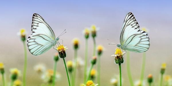 Escamas de mariposas