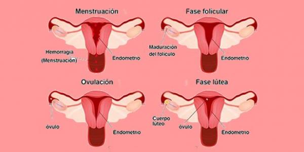 Menstruación