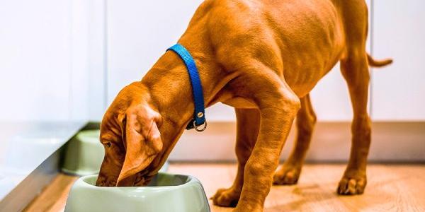 Auge del aceite de salmón para perros