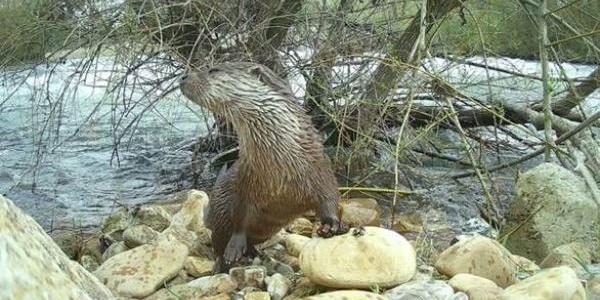Nutrias y huella humana