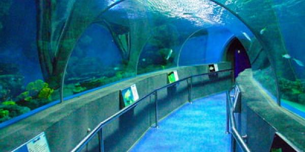 Cuánto cuesta llenar un acuario