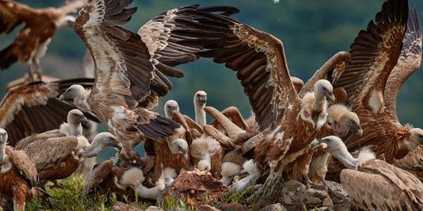 Buitres leonados comiendo carroña