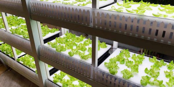 La novedad de la agricultura vertical