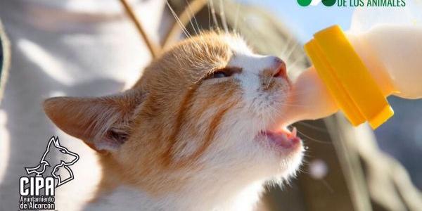 artel de la campaña '¡Únete al ronroneo!' de Alcorcón