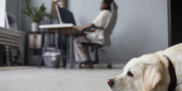 Un perro de asistencia en el despacho de su educadora