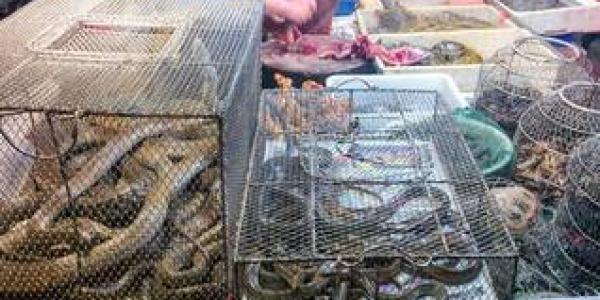 Aumenta el tráfico ilegal de anfibios