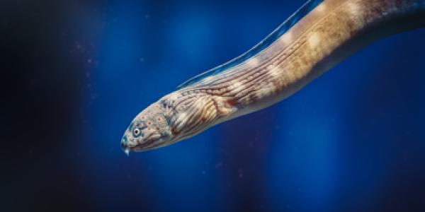 Cómo producen electricidad las anguilas eléctricas