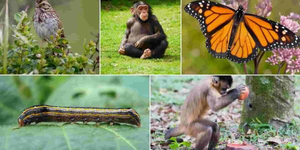 Cómo se automedican los animales