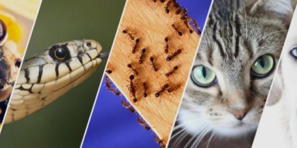 ¿Pueden los animales prever terremotos?