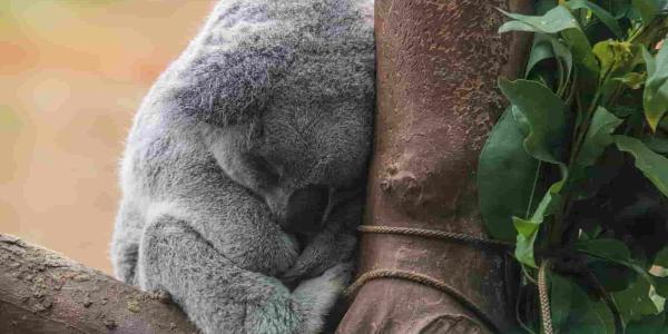 Animales que más duermen