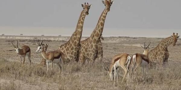 Las jirafas son animales que cuentan con un estampado en sus pieles