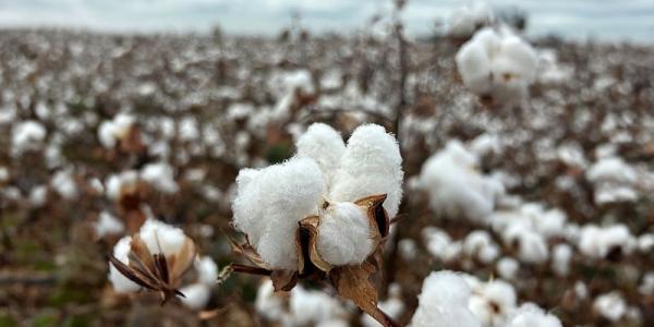 Campo de algodón español