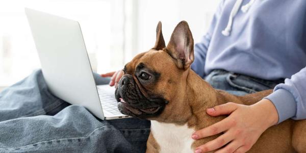 Los hogares europeos y la presencia de animales