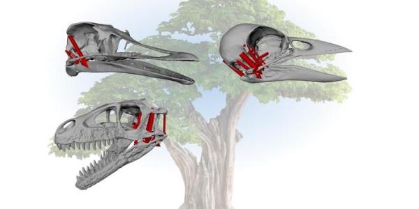 Comparación de cráneos de aves, reptiles y dinosaurios