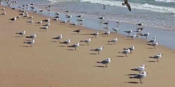 Las aves costeras del Mediterráneo
