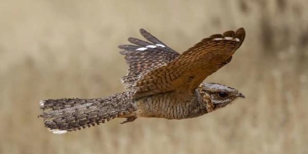 Chotacabras cuellirrojo en vuelo 