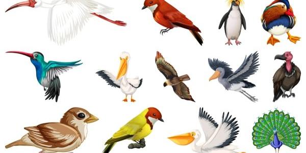 Algunas de las aves que corren peligro de extinción para el próximo siglo