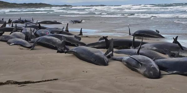 Ballenas varadas en la playa