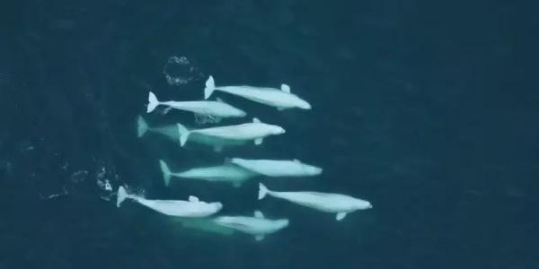 Belugas nadando en el mar frente a Alaska (Estados Unidos)
