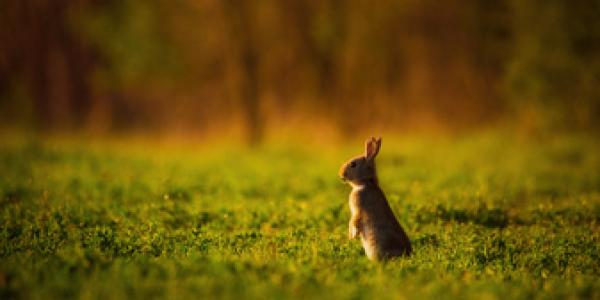 España como líder de protección de biodiversidad
