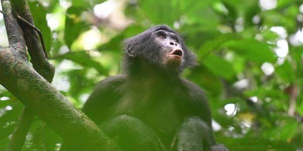 Una joven hembra bonobo vocaliza en respuesta a los miembros distantes de su grupo