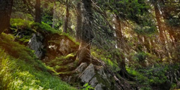 Un bosque de alimentos contra el hambre