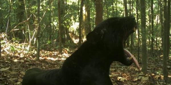 Ejemplo de los mamíferos que corren peligro de extinción