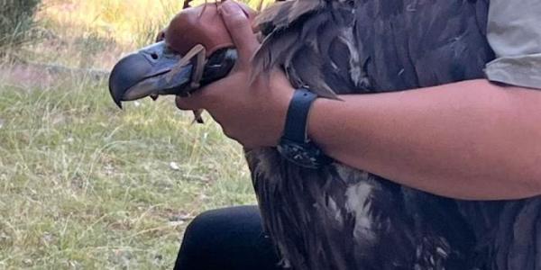 Marcaje de buitre negro