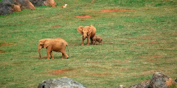 El parque natural de Cabárceno como referente mundial