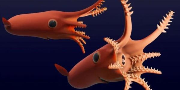Así es el ADN del calamar vampiro