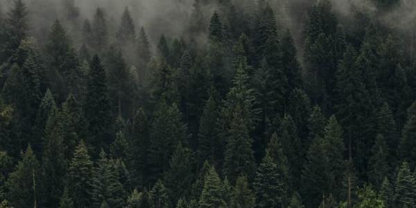 El cambio climático y el atraso del otoño