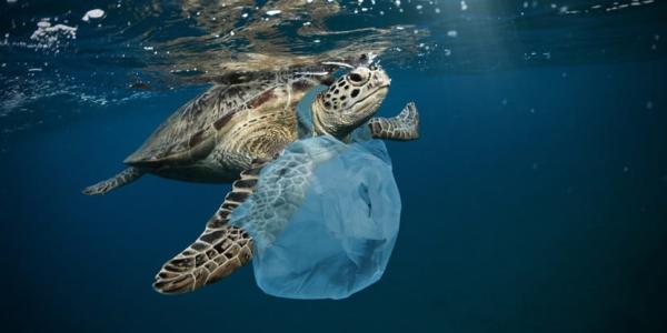 Cambio climático y consecuencias en los ecosistemas marinos