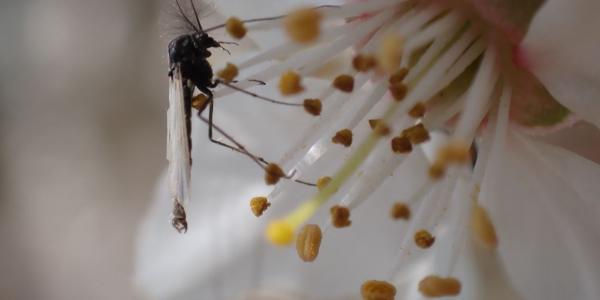 Los insectos acuáticos más pequeños por el cambio climático