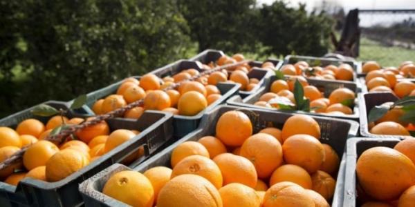 El Ministerio de Agricultura prevé una campaña de producción de 5,9 millones de cítricos