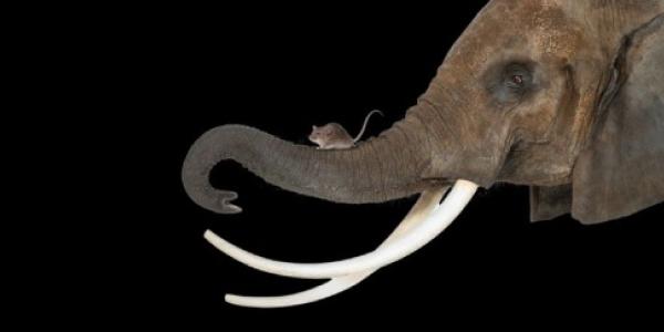 Los animales de mayor tamaño, más riesgo de padecer cáncer